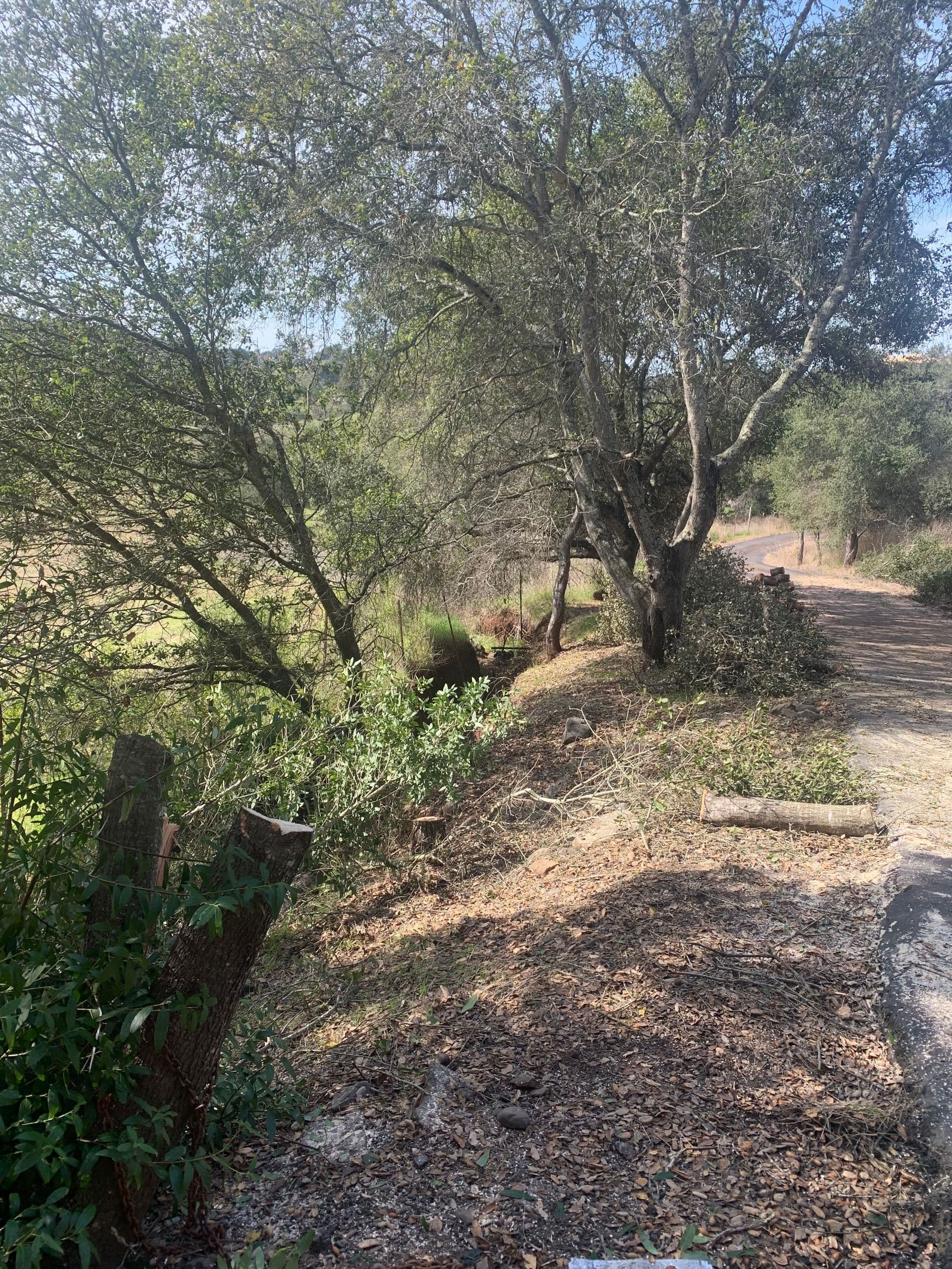 Dead tree removal
